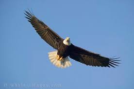 bald eagle images