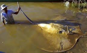 mekong river catfish