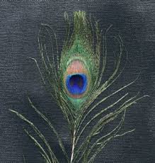 feather picture