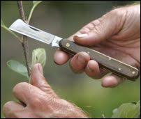 budding knife