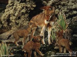 fauna de mexico
