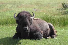 american bison