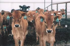 animal advocates