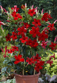 mandevilla sun parasol