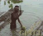 retting bamboo
