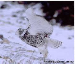 snowy white owl