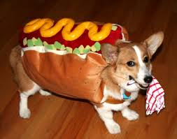 animals in halloween costumes