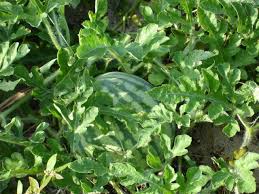 watermelon seedlings