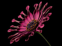 african daisy