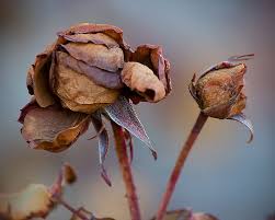 dried petals