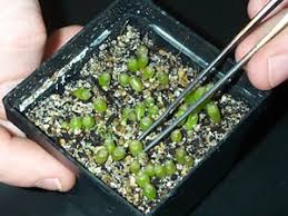 grow peyote
