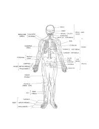 anatomy and physiology skeleton
