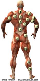 anatomy of the muscular system