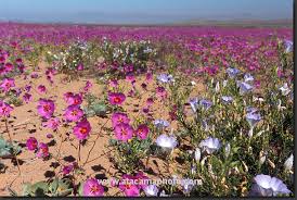 desert in bloom