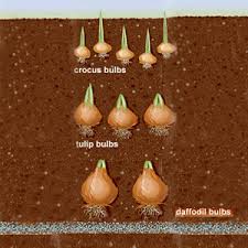 bulbs flowering