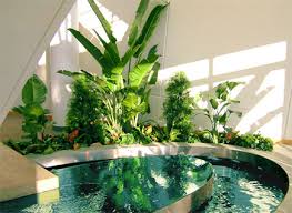 interior plant