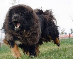 Tibetan mastiff