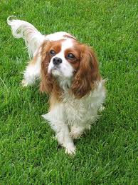 cavalier king charles dog