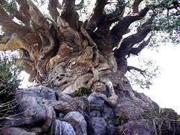 el arbol del tule