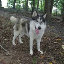 native american dogs