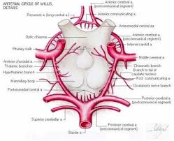 irrigacion cerebral