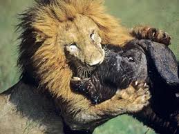 the lion hunters