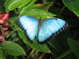 butterfly images