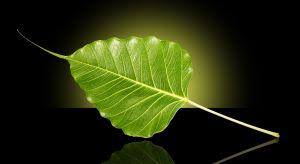 bodhi tree leaf