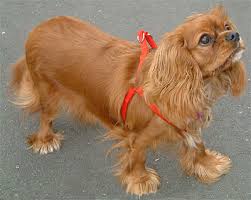 cavalier king charles dog