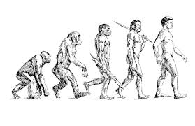 human evolutionary