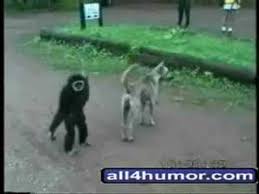 funny animals videos