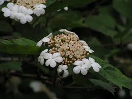 guelder