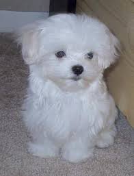 maltese pics