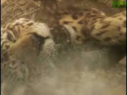 anaconda vs jaguar