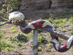 rhino viper snake