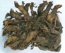 ratking