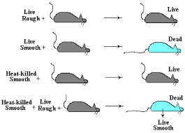 bacterial transformation