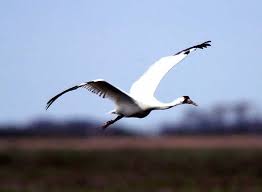 cranes flying