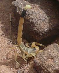 dangerous scorpions