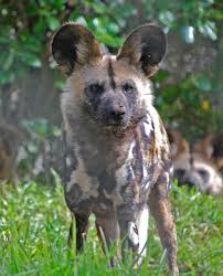 african wild dog