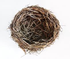 bird nest