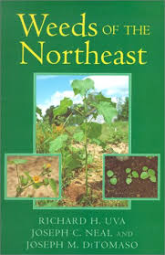 northeast weeds
