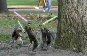 star wars squirrels