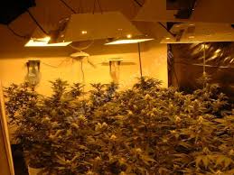 grow marijuana
