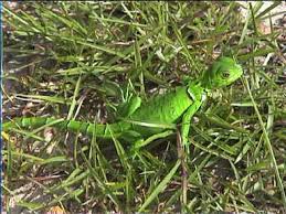 plastic lizard