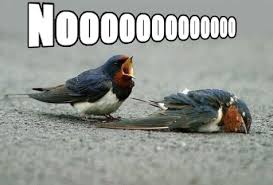 dead twitter bird