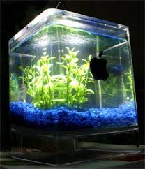 aquariums cube