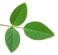 pictures of leaves