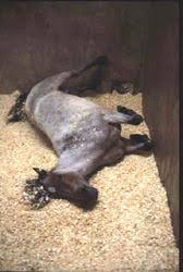 equine colic