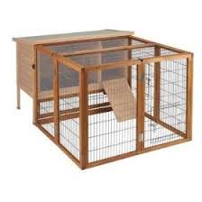 guinea pig runs